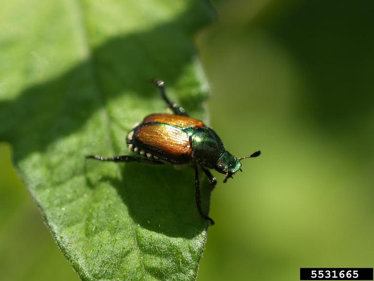 Japanese beetle adult