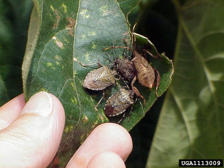 Brown marmorated stink bug adult